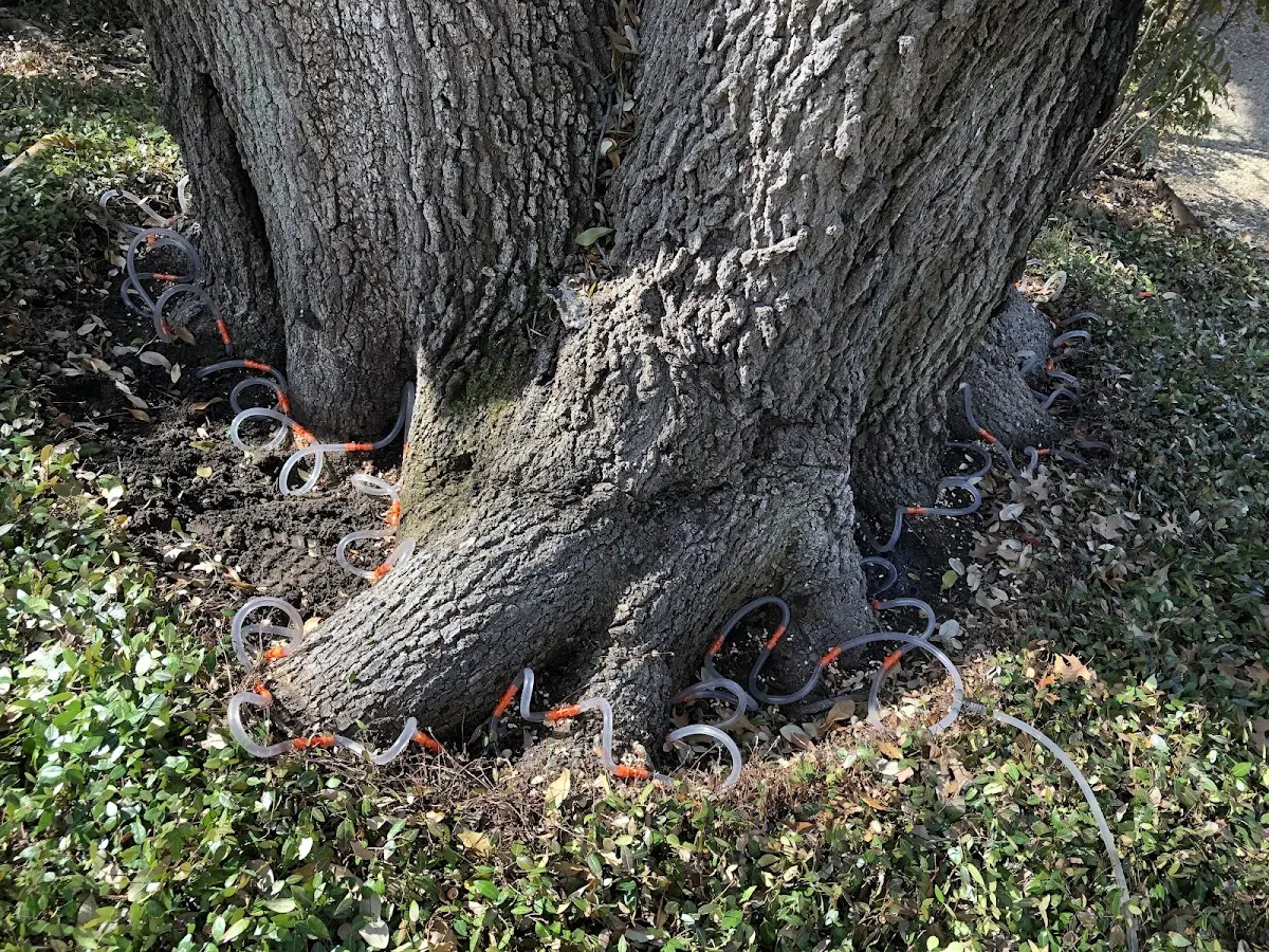 Detailed Shrub and Hedge Trimming job site in Castlewood