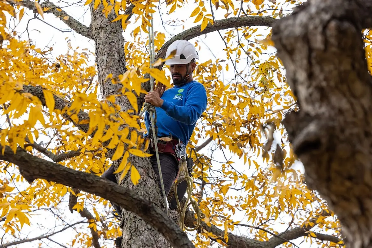 Skilled Tree Pruning crew working in Castlewood